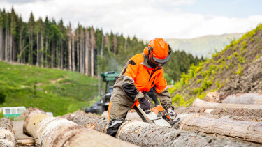 Ein Arbeiter in oranger Schutzausr&uuml;stung durchschneidet mit der Motors&auml;ge Holzst&auml;mme.