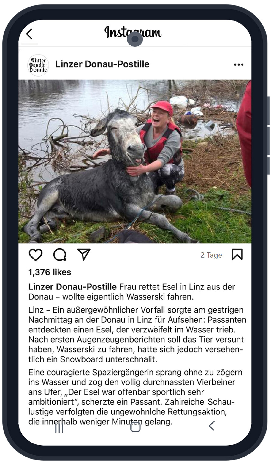 Zeitungsartikel "Esel"